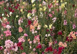Snapdragons